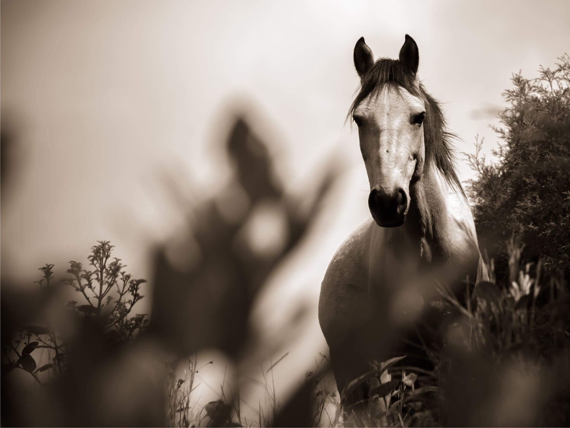 Close-up view of a horse, presented in a sepia-toned photograph